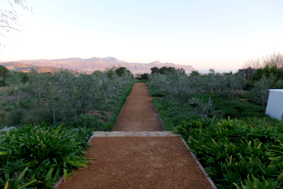 Large Olive Grove